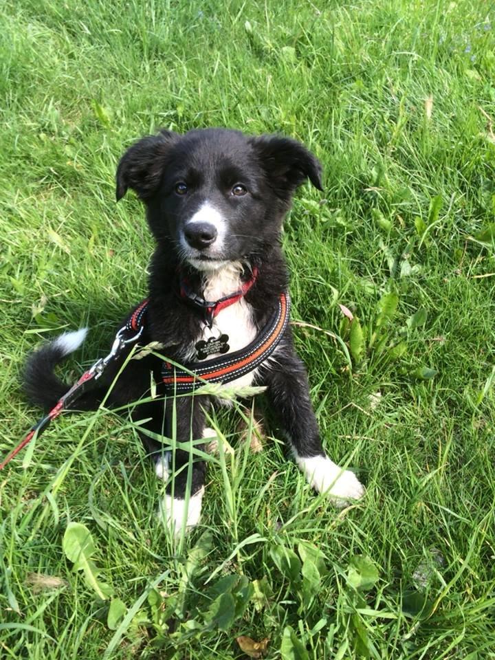 Border collie Panda billede 4