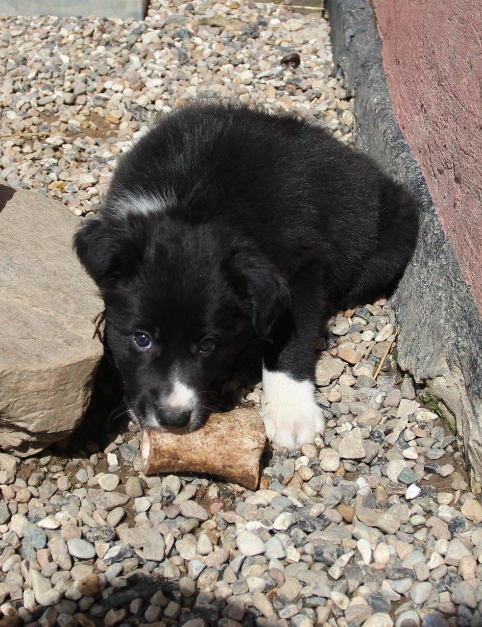 Border collie Panda billede 6