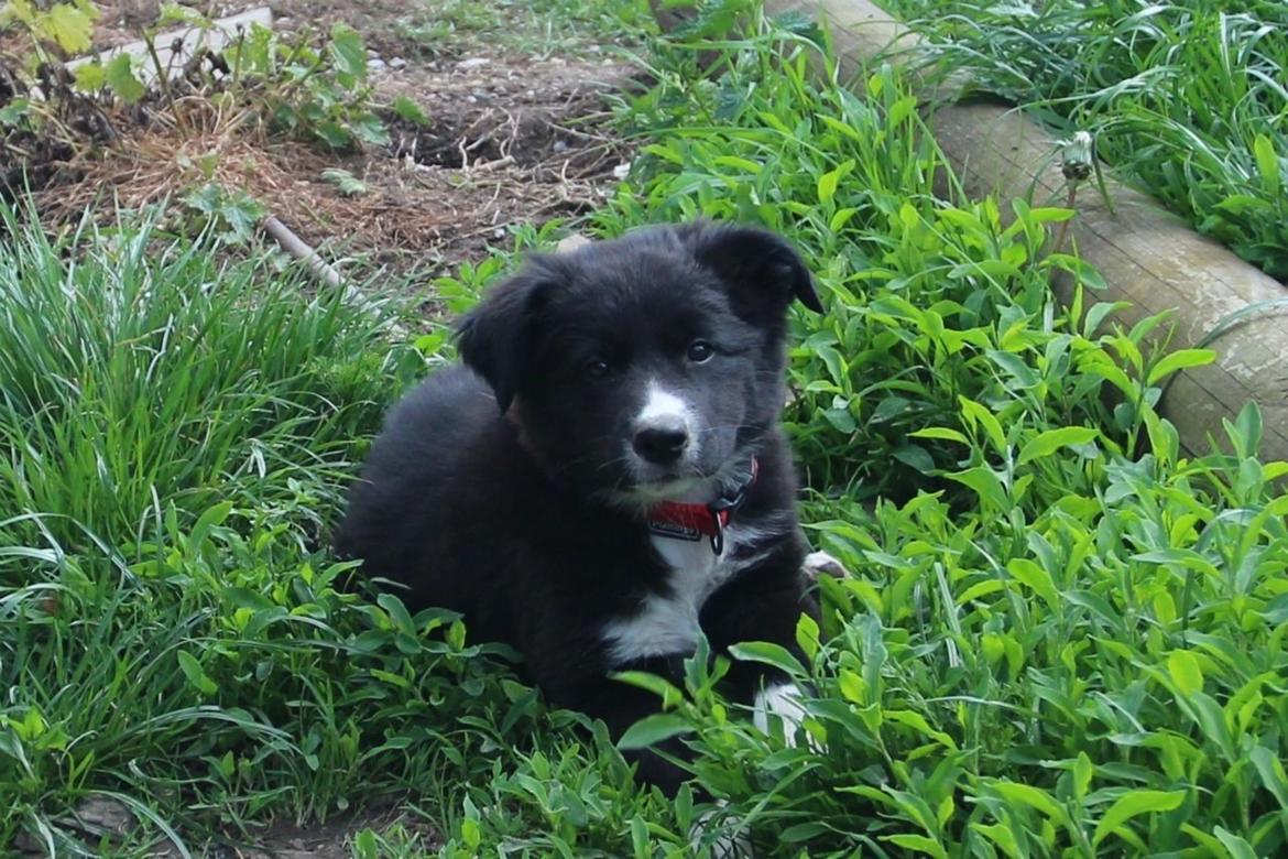 Border collie Panda billede 5