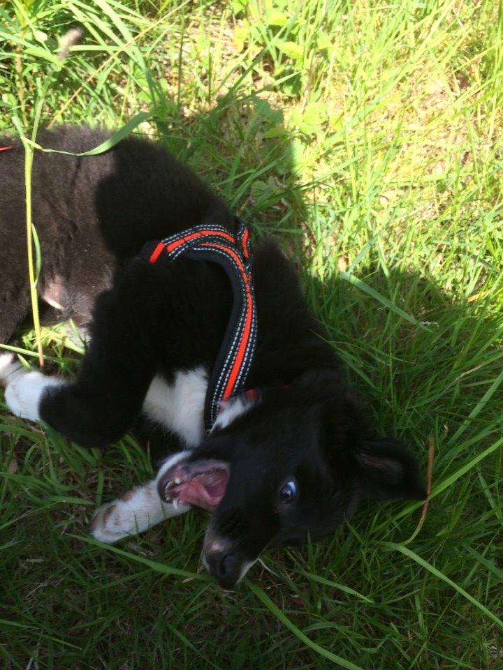 Border collie Panda billede 8