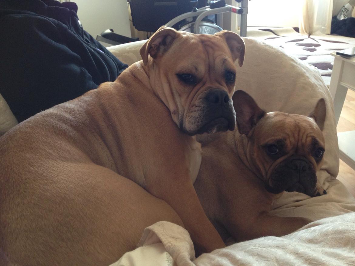 Olde english bulldogge Kida billede 11