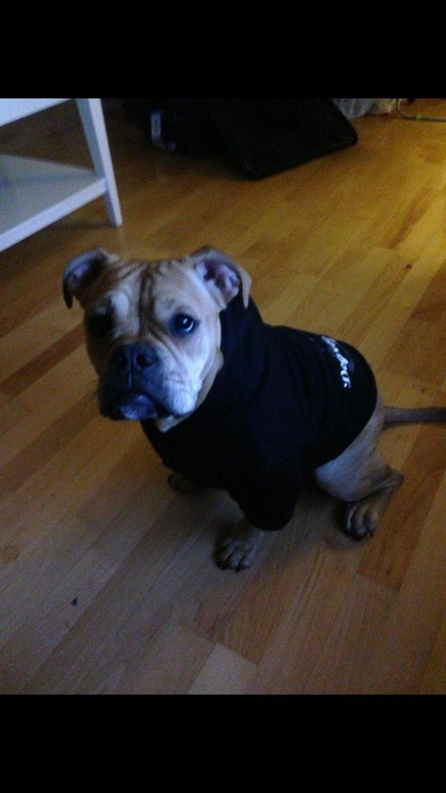 Olde english bulldogge Kida billede 12