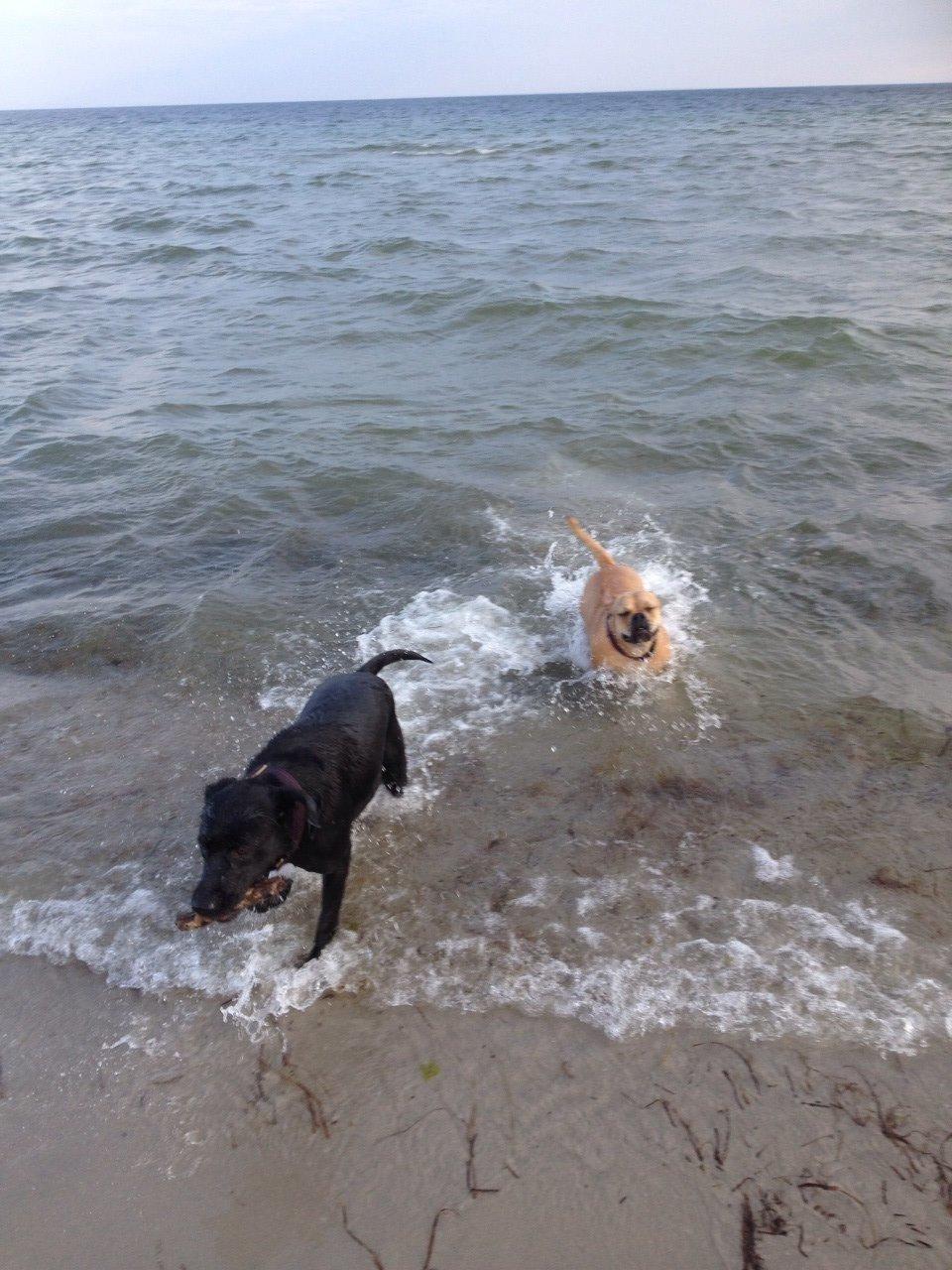 Olde english bulldogge Kida billede 13