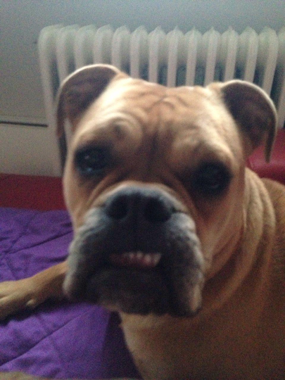 Olde english bulldogge Kida billede 14