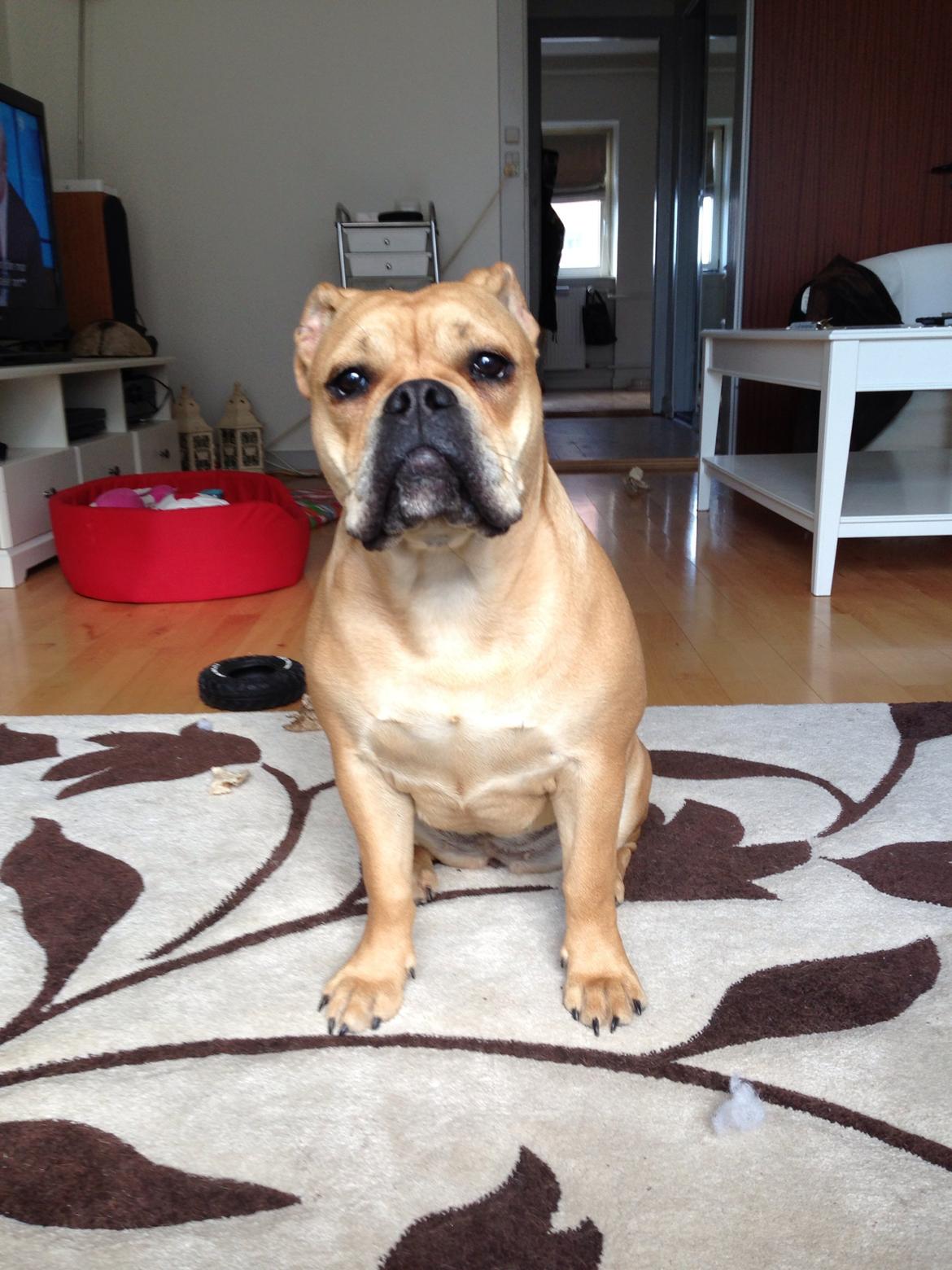 Olde english bulldogge Kida billede 15