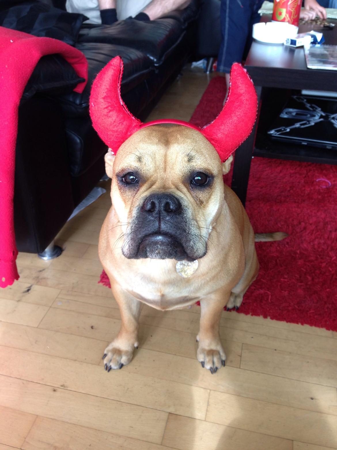 Olde english bulldogge Kida billede 16