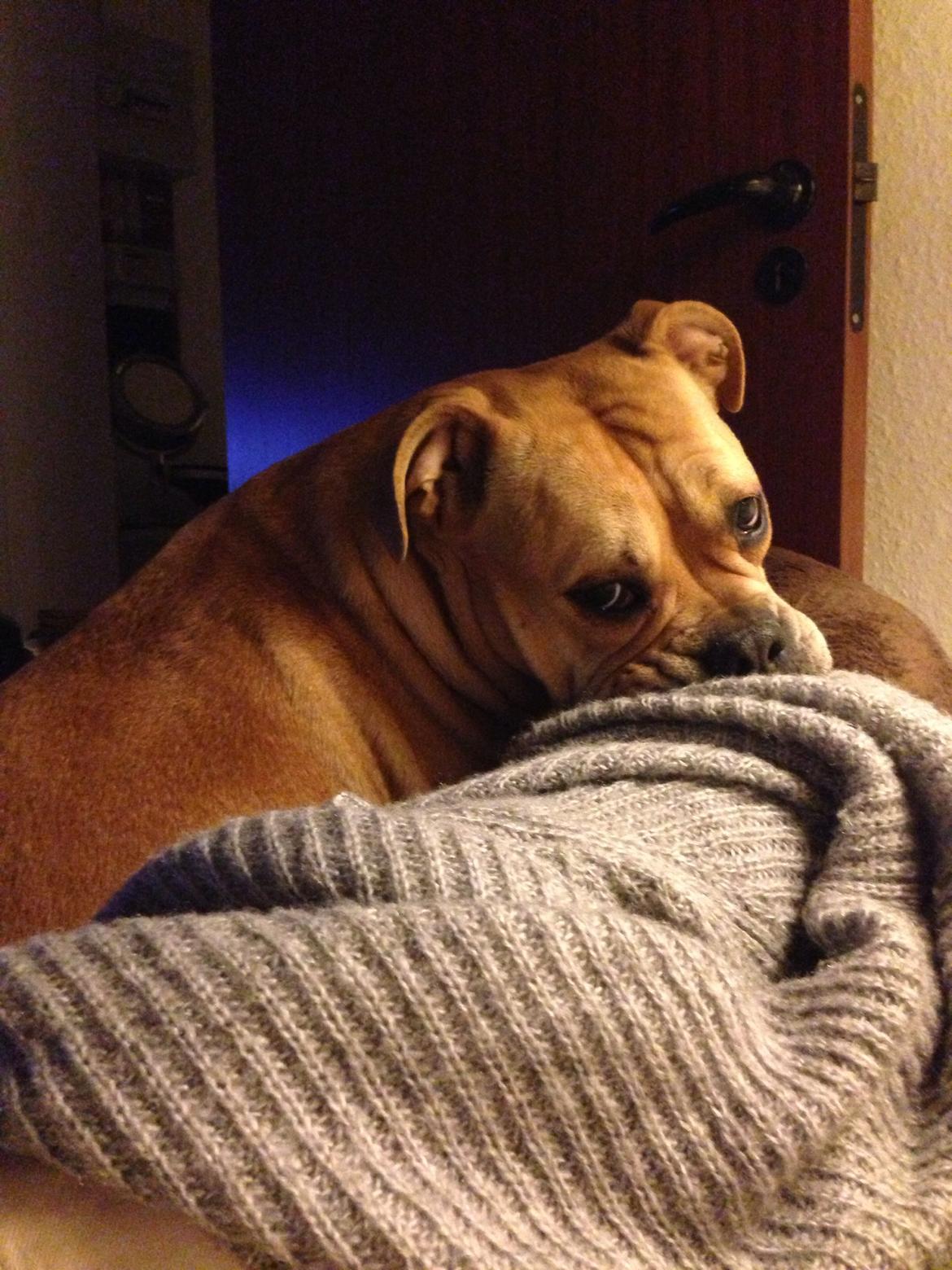 Olde english bulldogge Kida billede 17