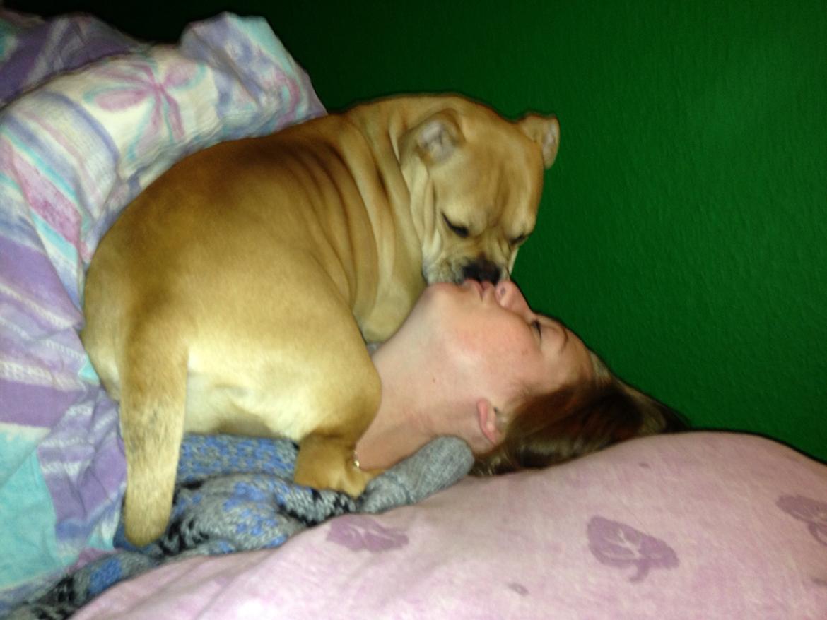 Olde english bulldogge Kida billede 18