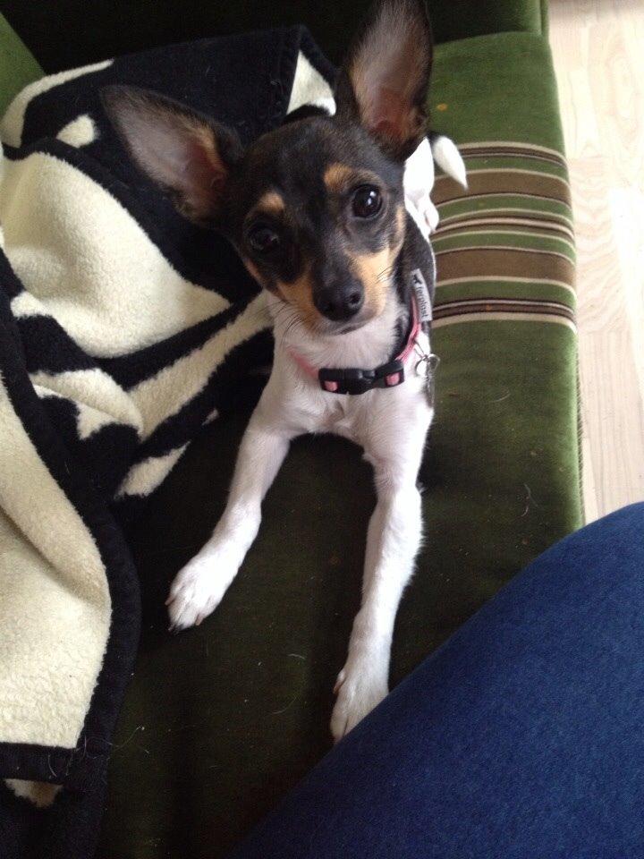 Blanding af racer Mille  billede 19