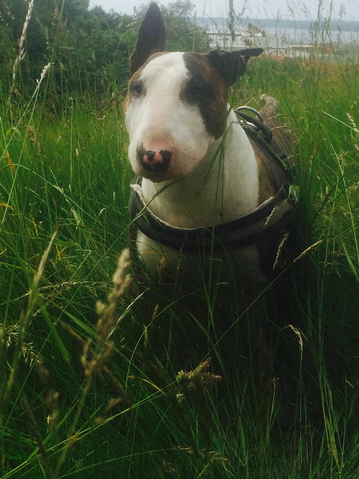 Bullterrier Hector ( steadfast Devilish fire )  billede 14