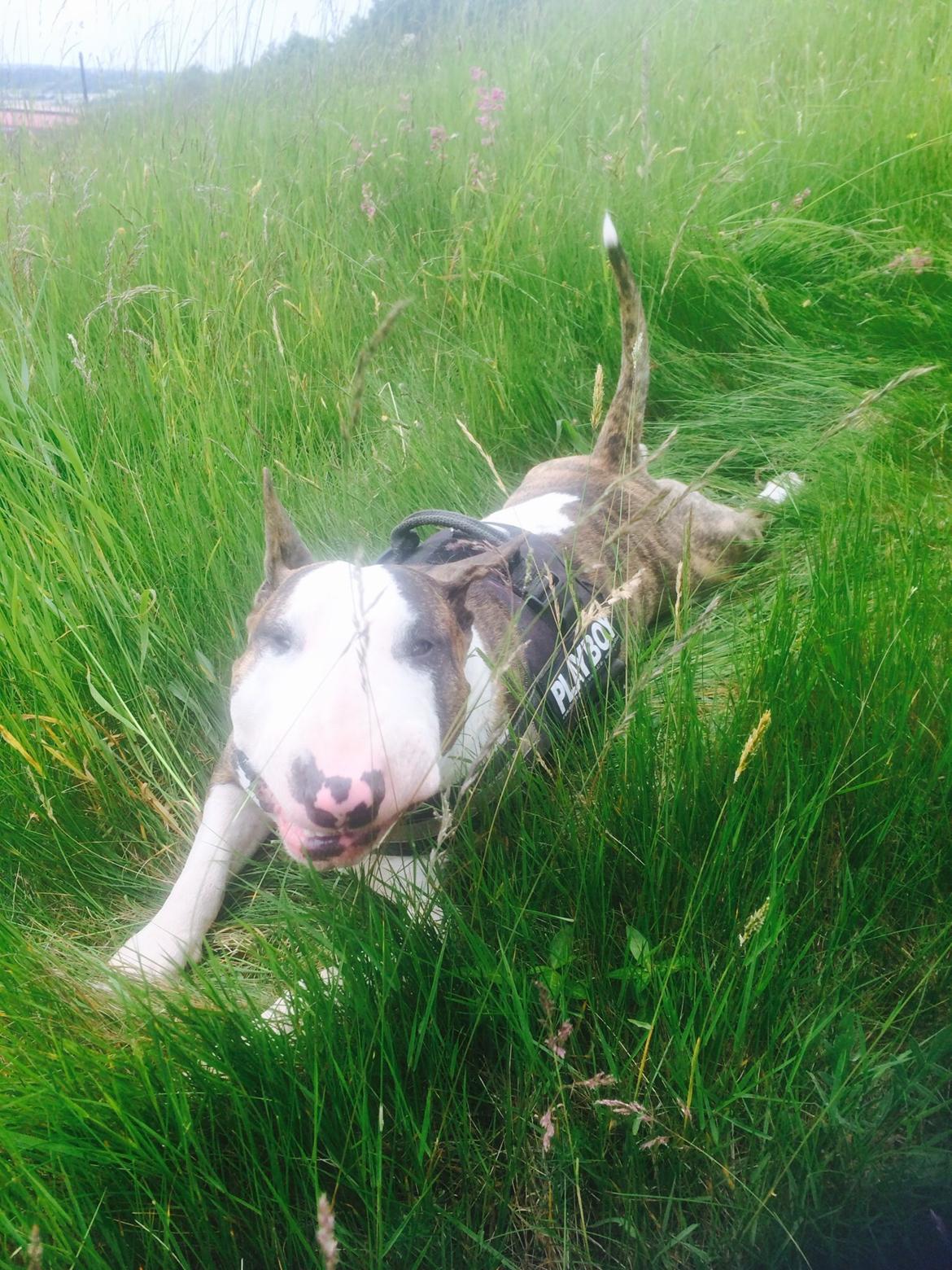 Bullterrier Hector ( steadfast Devilish fire )  billede 15