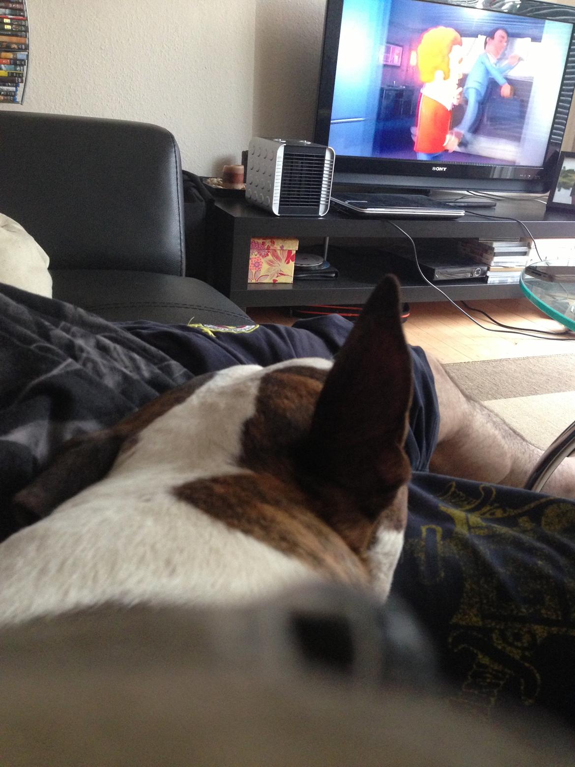 Bullterrier Hector ( steadfast Devilish fire )  billede 16