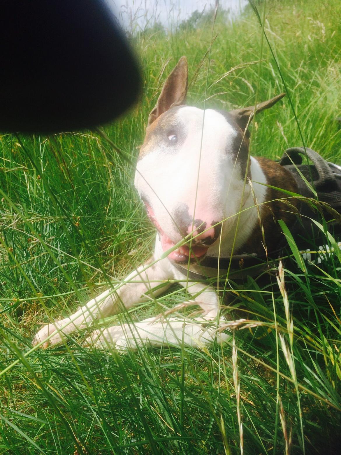 Bullterrier Hector ( steadfast Devilish fire )  billede 17