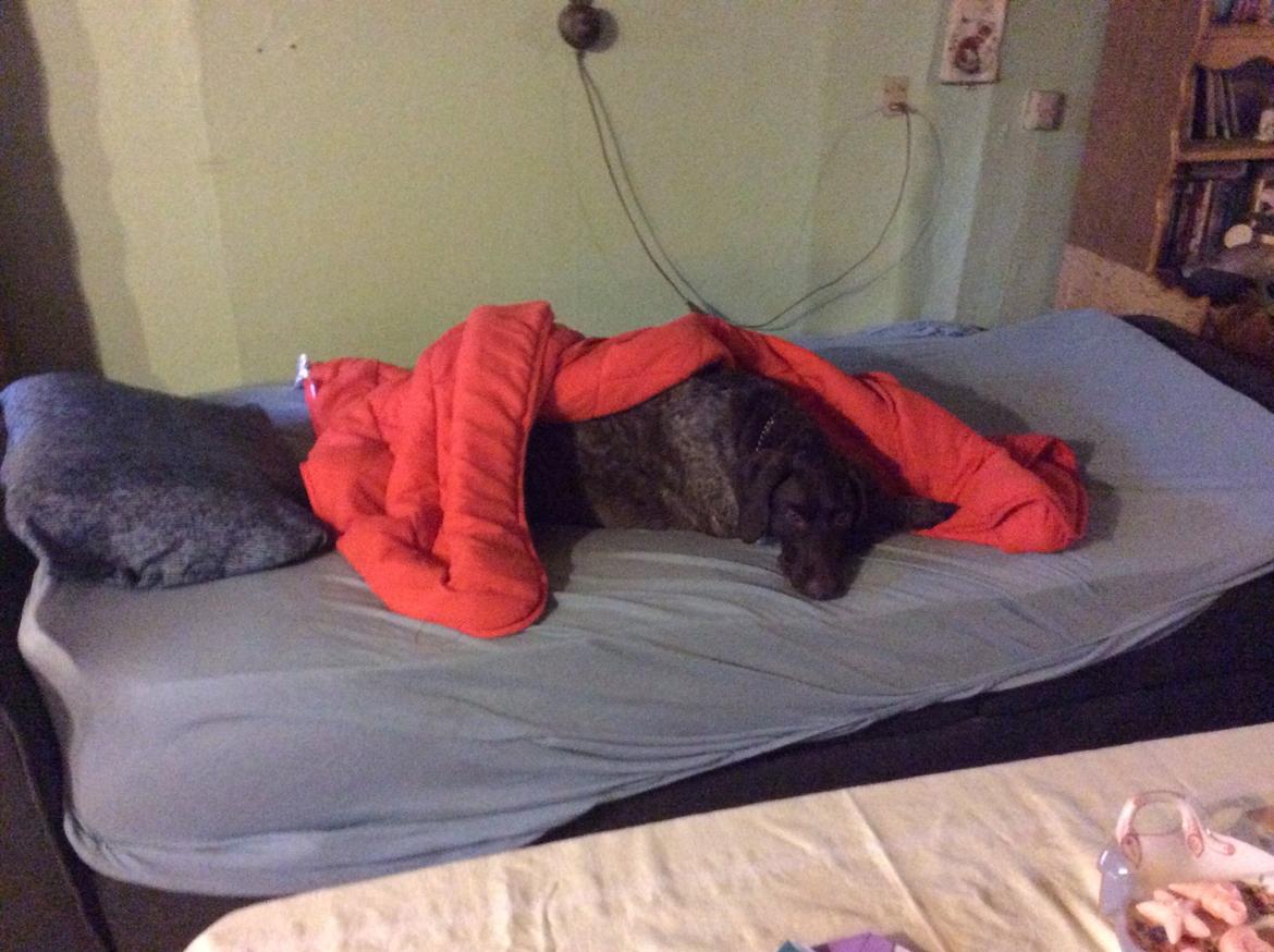 Korthåret hønsehund Bella billede 1