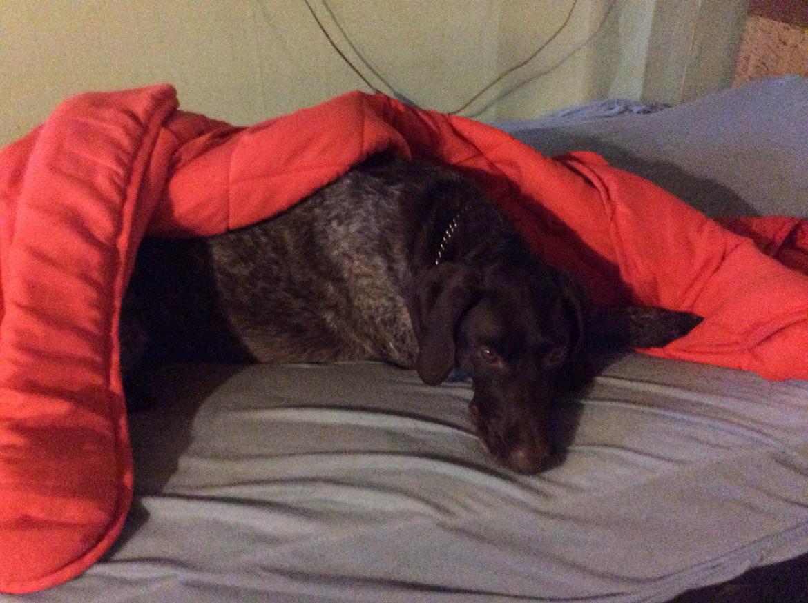 Korthåret hønsehund Bella billede 2