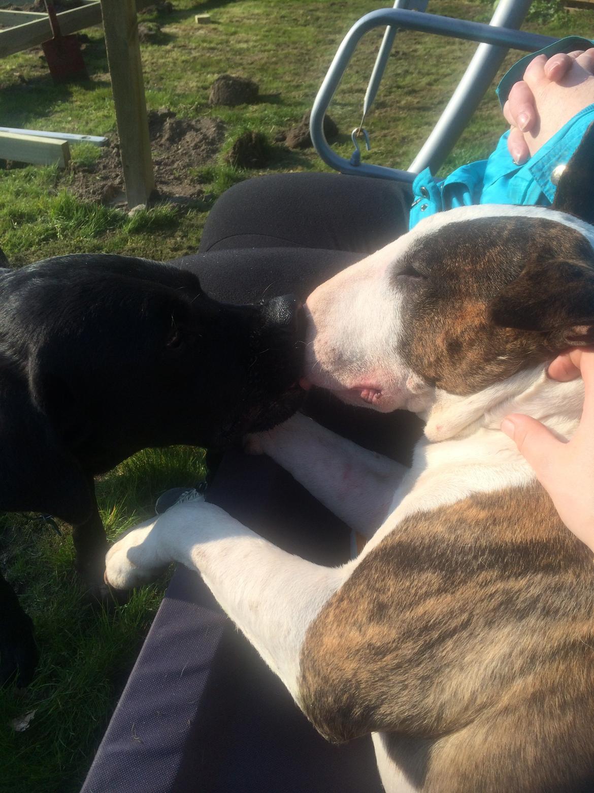 Bullterrier Hector ( steadfast Devilish fire )  billede 19