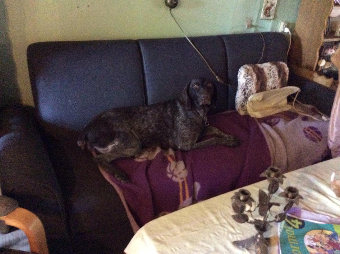 Korthåret hønsehund Bella billede 3