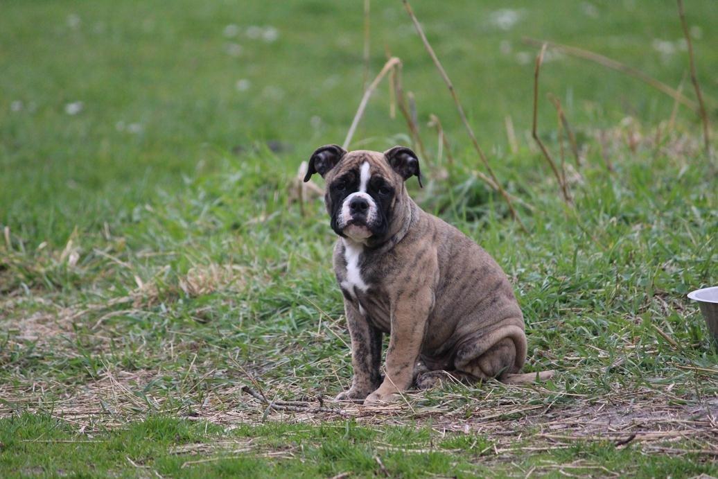 Olde english bulldogge BB Bulldogs Mocca billede 18