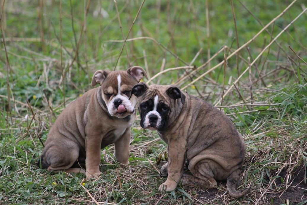 Olde english bulldogge BB Bulldogs Mocca billede 20