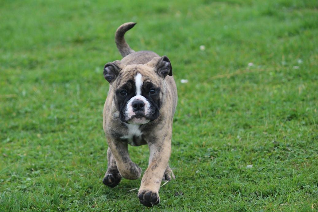 Olde english bulldogge BB Bulldogs Mocca billede 22