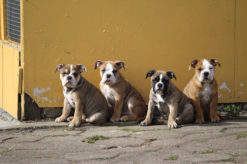 Olde english bulldogge BB Bulldogs Mocca - Mocca og drengene billede 23