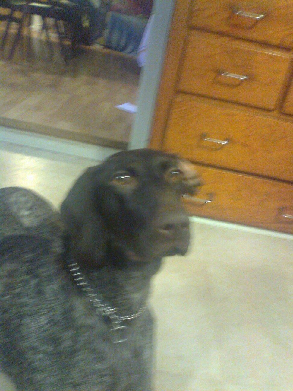 Korthåret hønsehund Bella billede 4