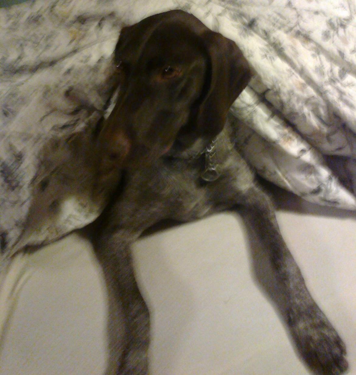 Korthåret hønsehund Bella billede 5