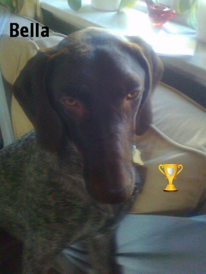 Korthåret hønsehund Bella billede 6