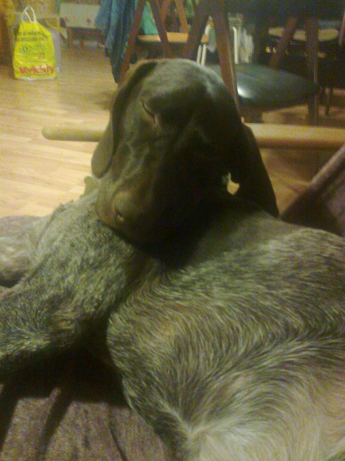 Korthåret hønsehund Bella billede 7