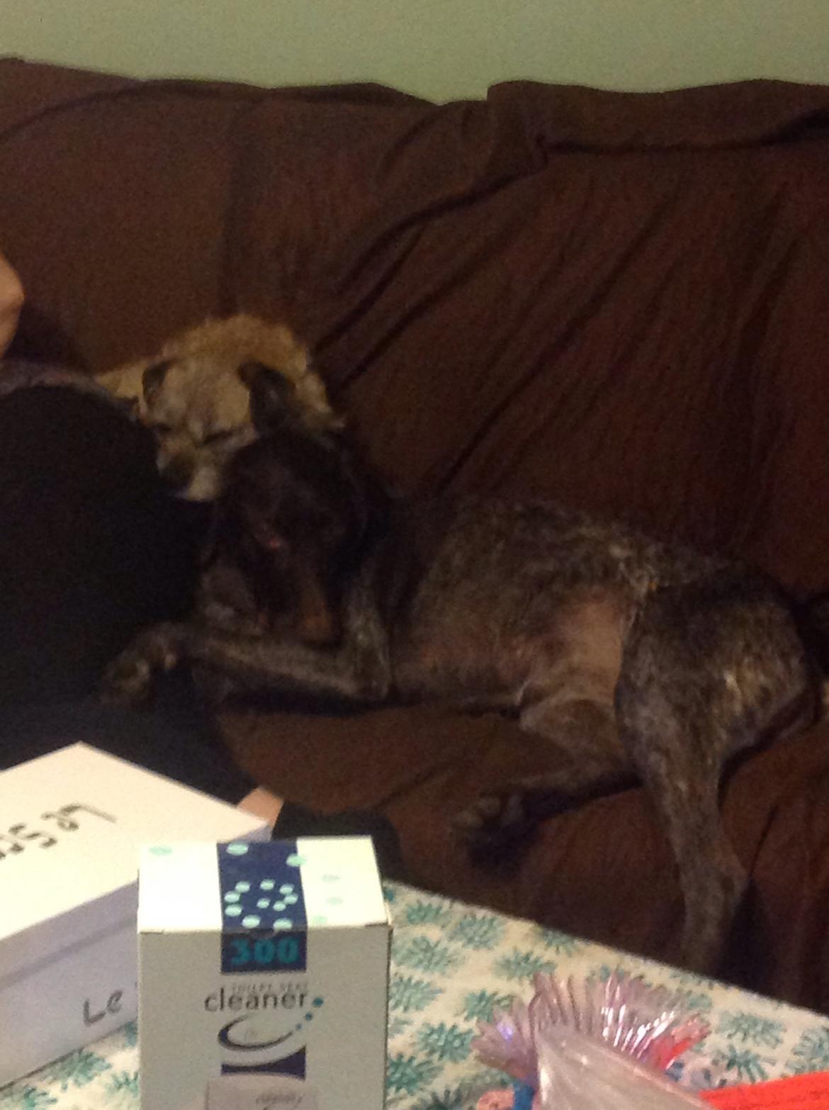 Border terrier Zasha billede 1