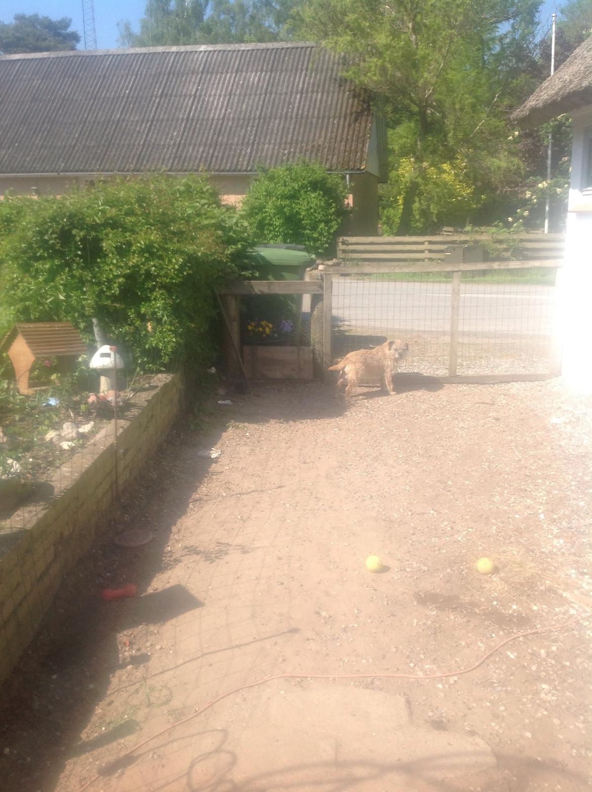 Border terrier Zasha billede 2