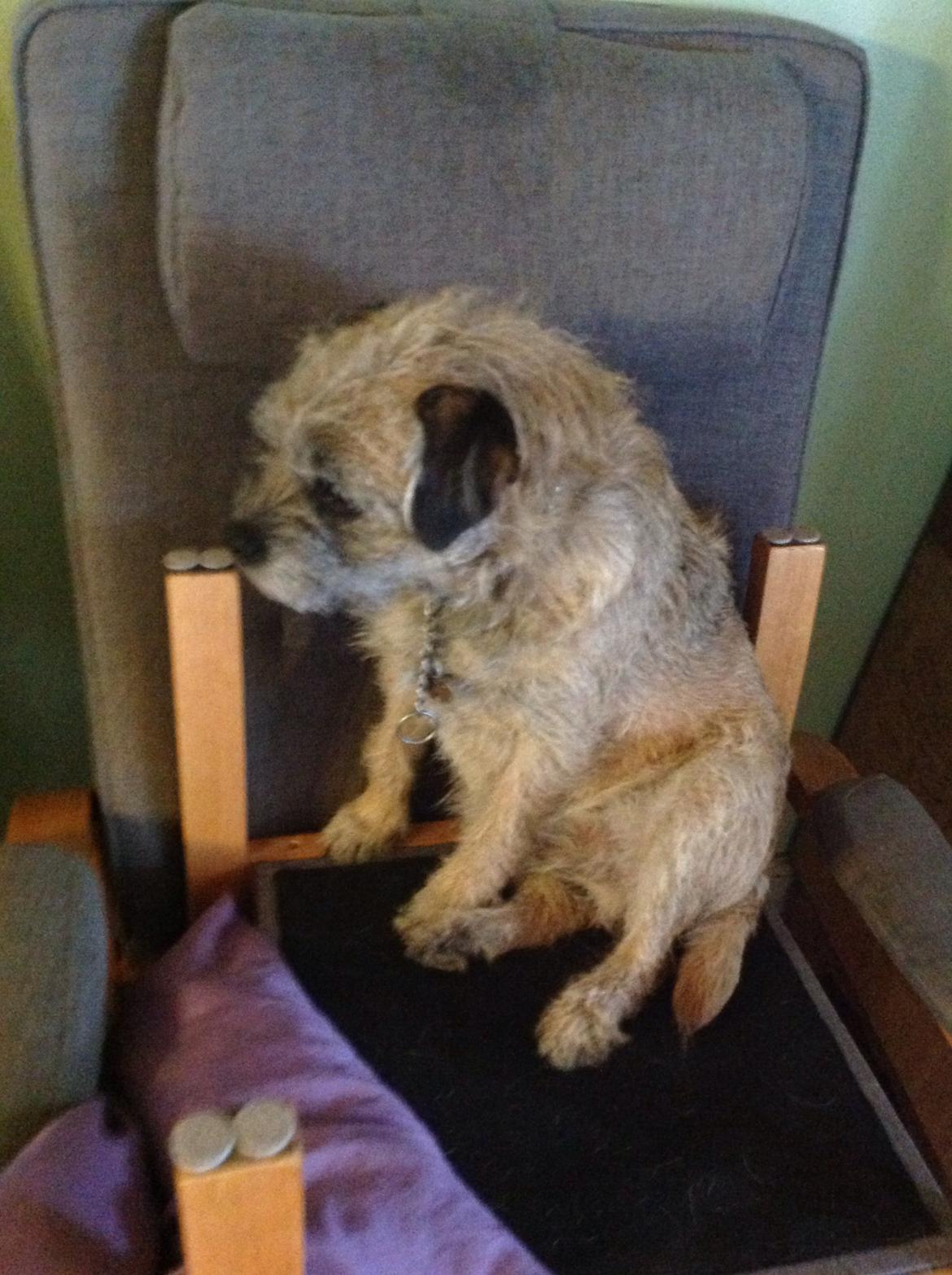 Border terrier Zasha billede 3