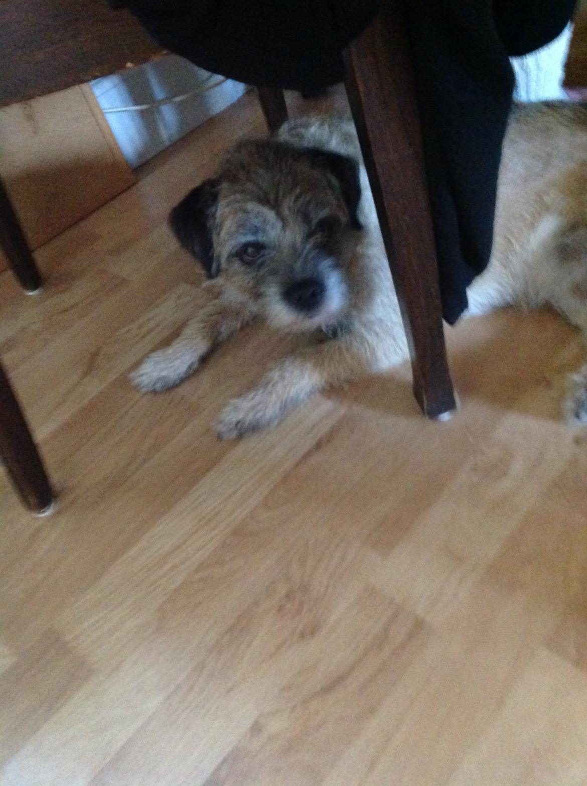 Border terrier Zasha billede 4