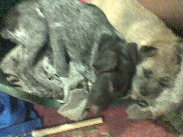 Korthåret hønsehund Bella billede 10