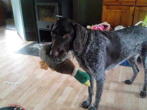 Korthåret hønsehund Bella billede 9