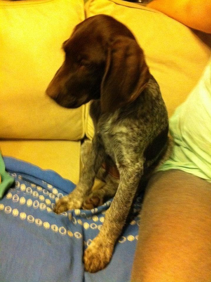 Korthåret hønsehund Bella billede 8