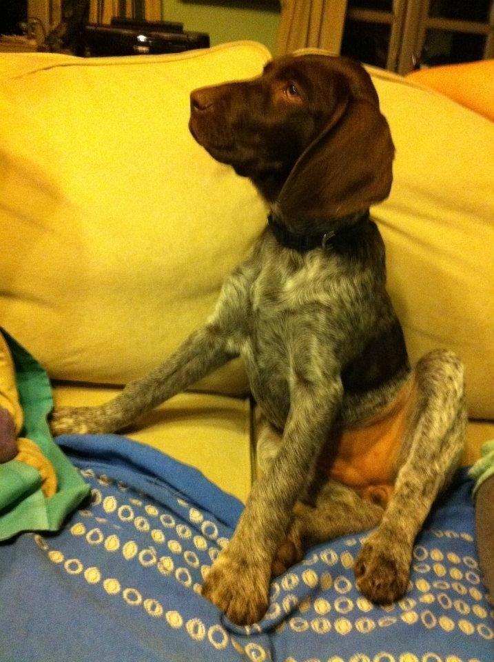 Korthåret hønsehund Bella billede 11