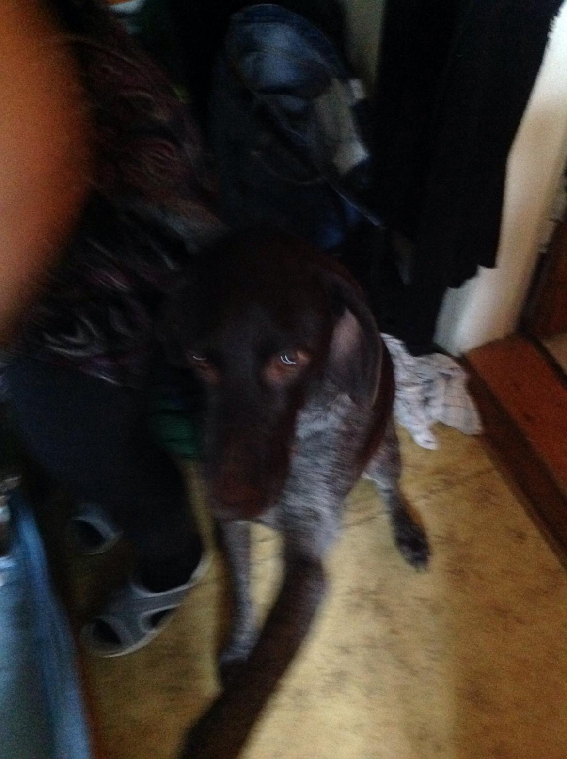 Korthåret hønsehund Bella billede 12