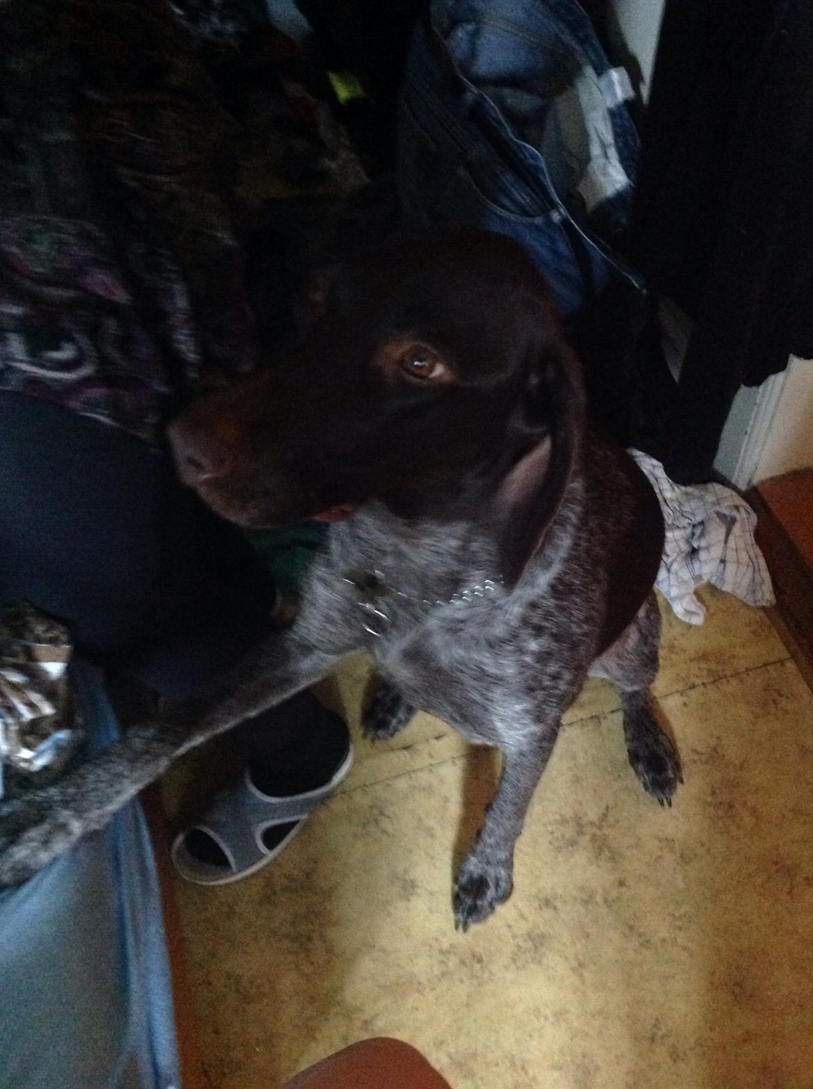 Korthåret hønsehund Bella billede 13