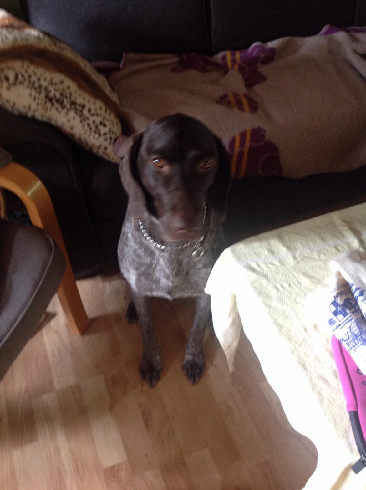 Korthåret hønsehund Bella billede 15