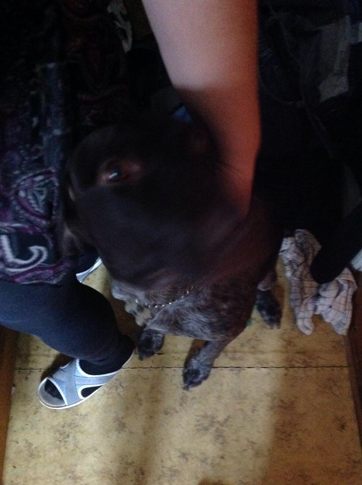 Korthåret hønsehund Bella billede 16