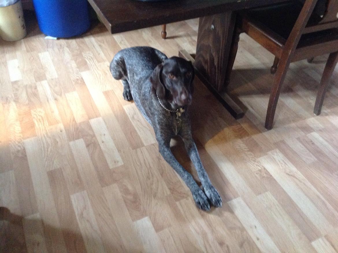 Korthåret hønsehund Bella billede 17