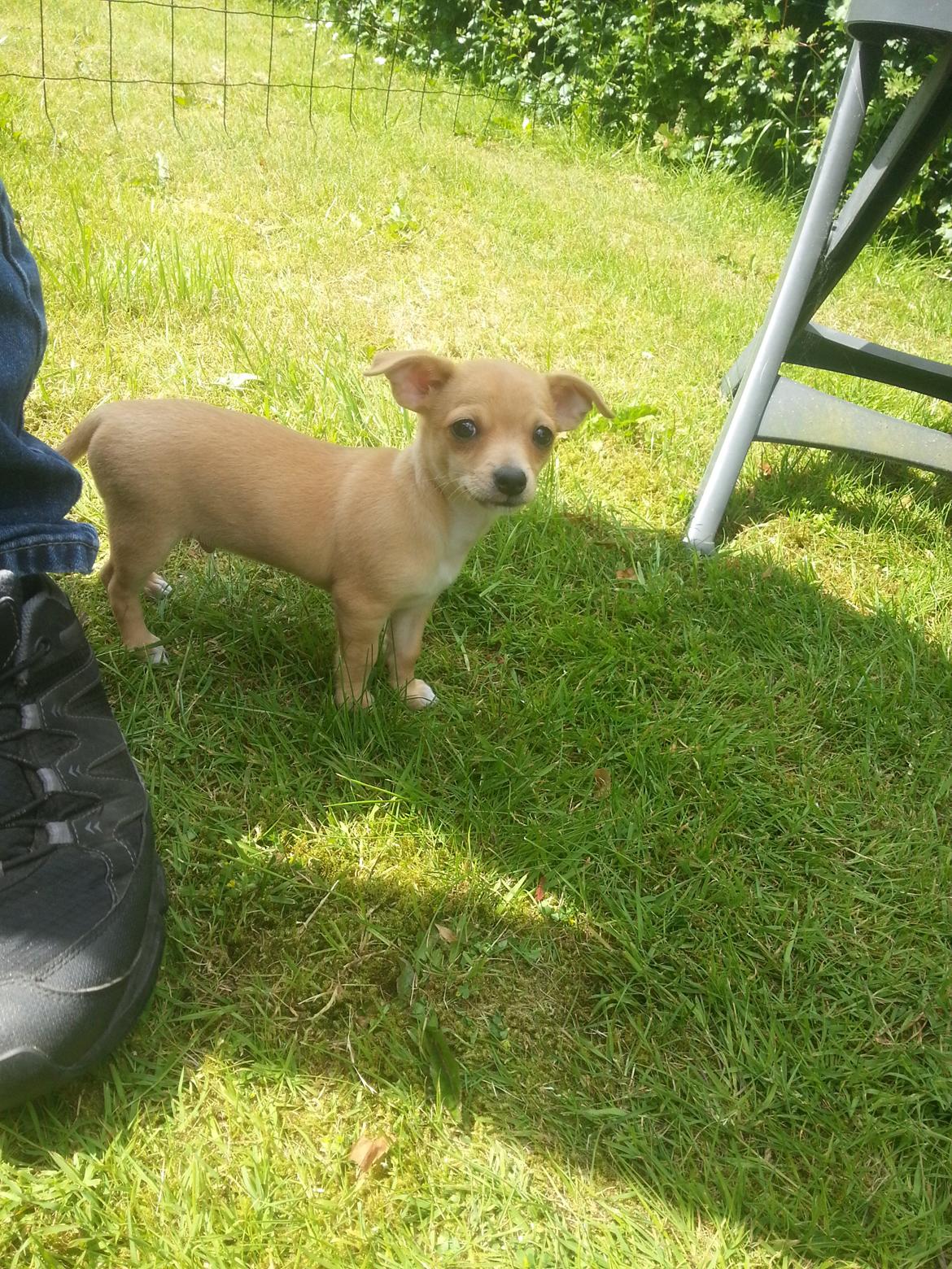 Blanding af racer Gizmo billede 1