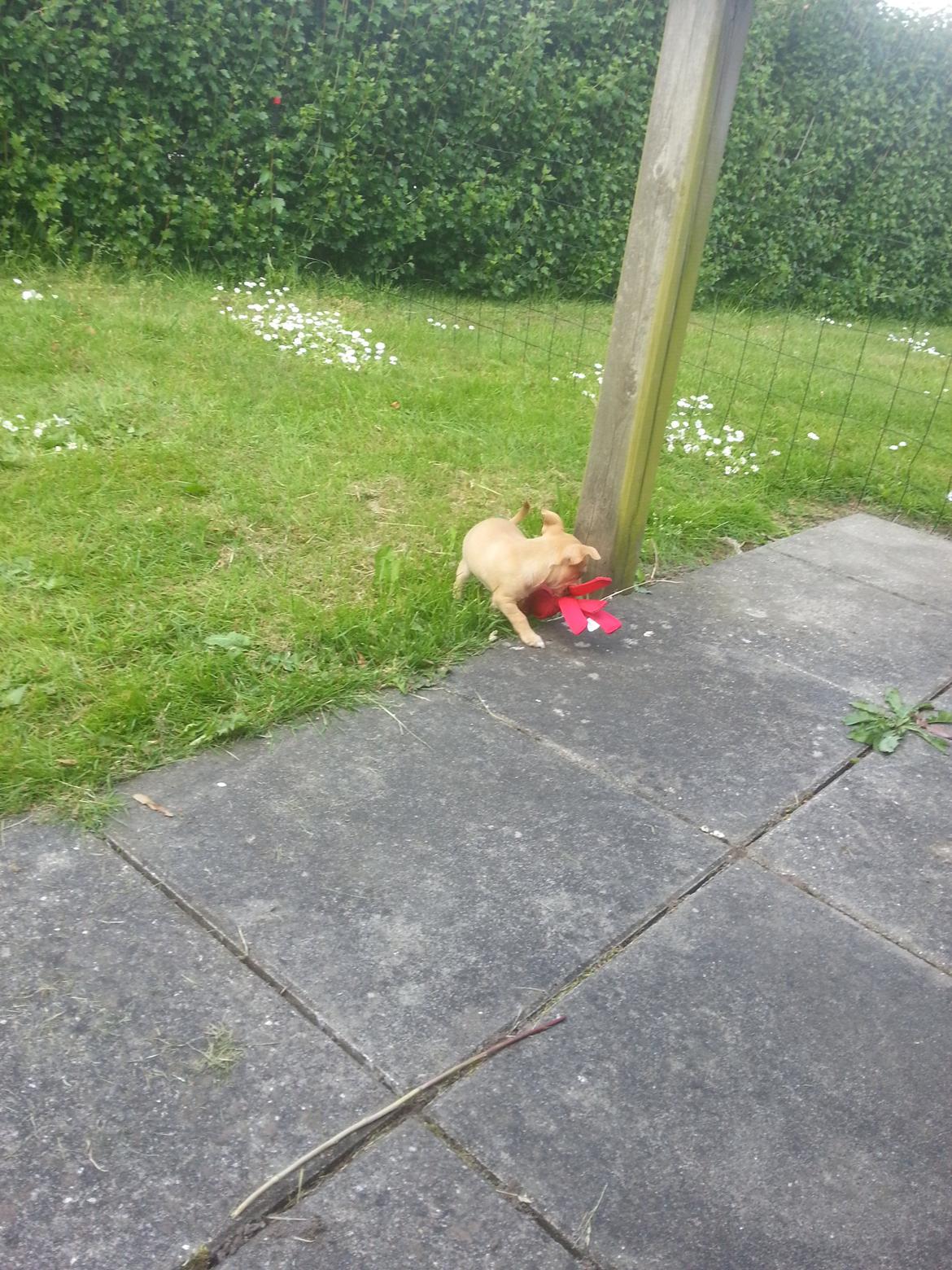 Blanding af racer Gizmo billede 3