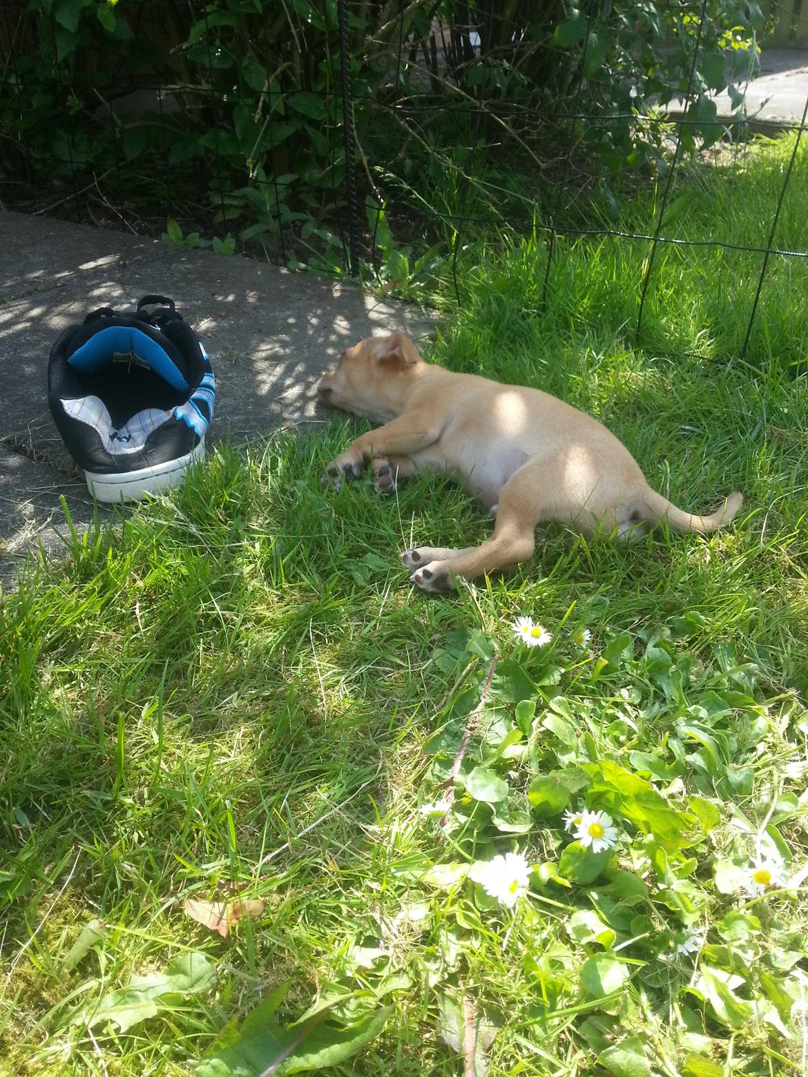 Blanding af racer Gizmo billede 4