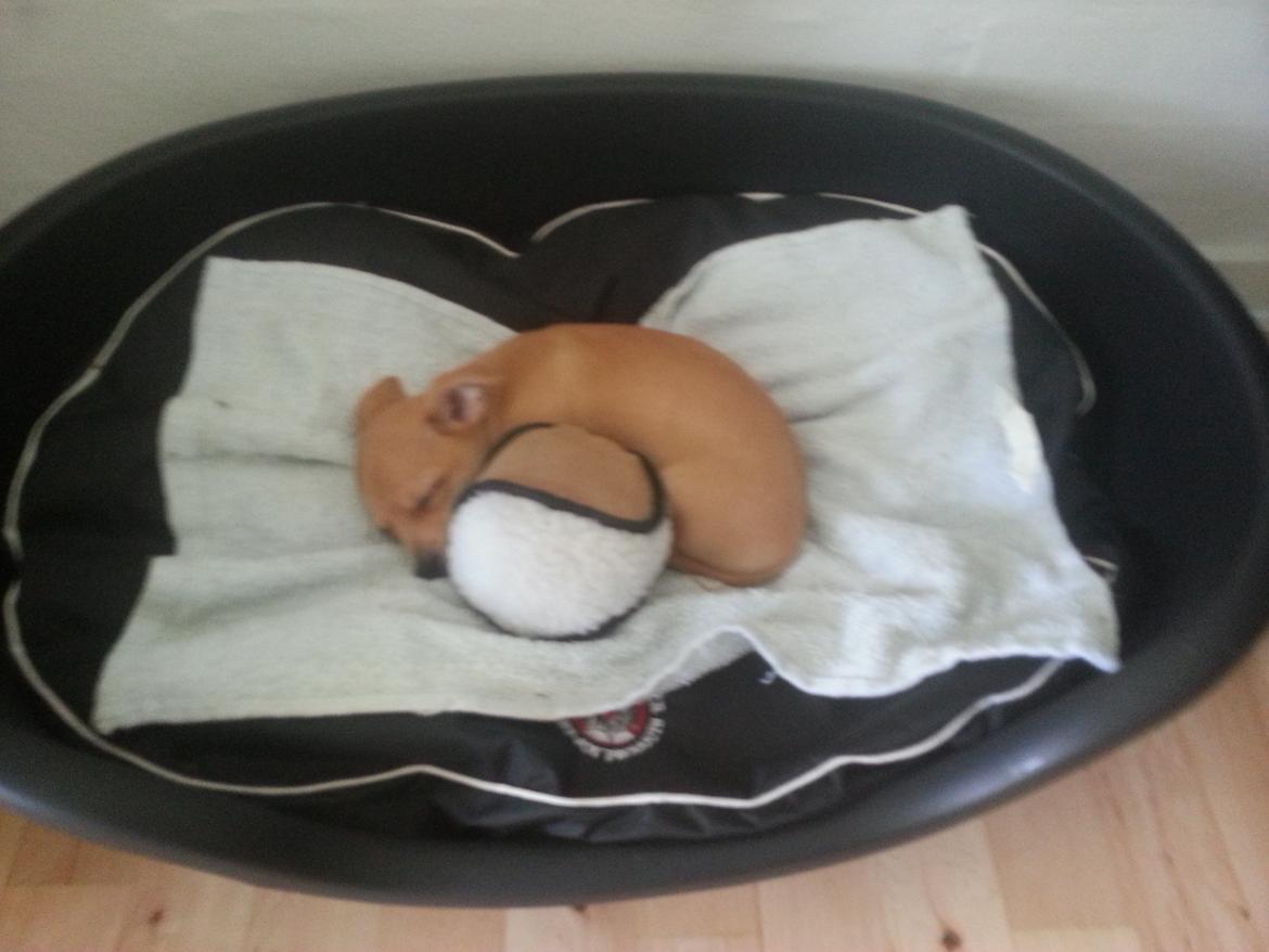 Blanding af racer Gizmo billede 5