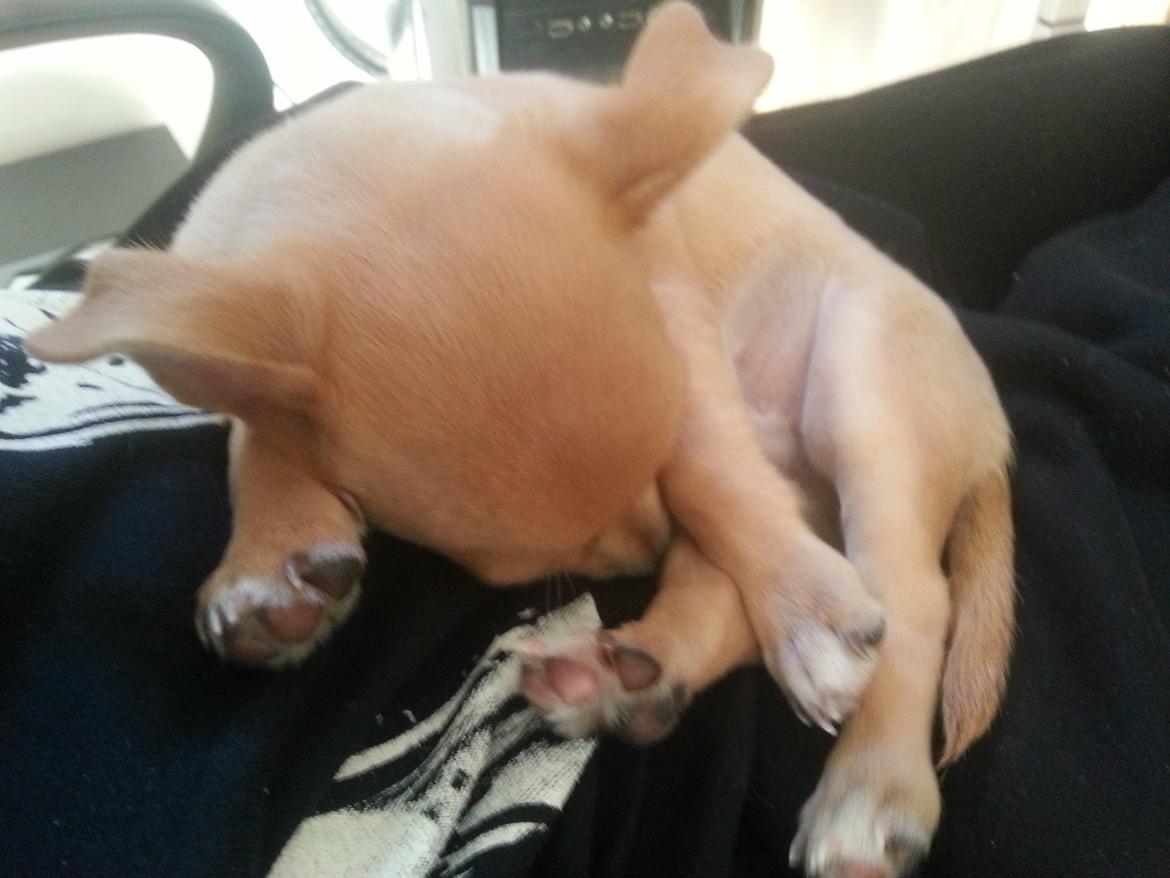 Blanding af racer Gizmo billede 6