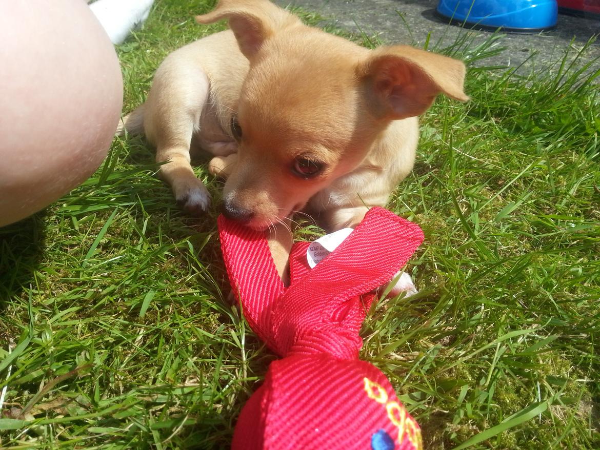 Blanding af racer Gizmo billede 2