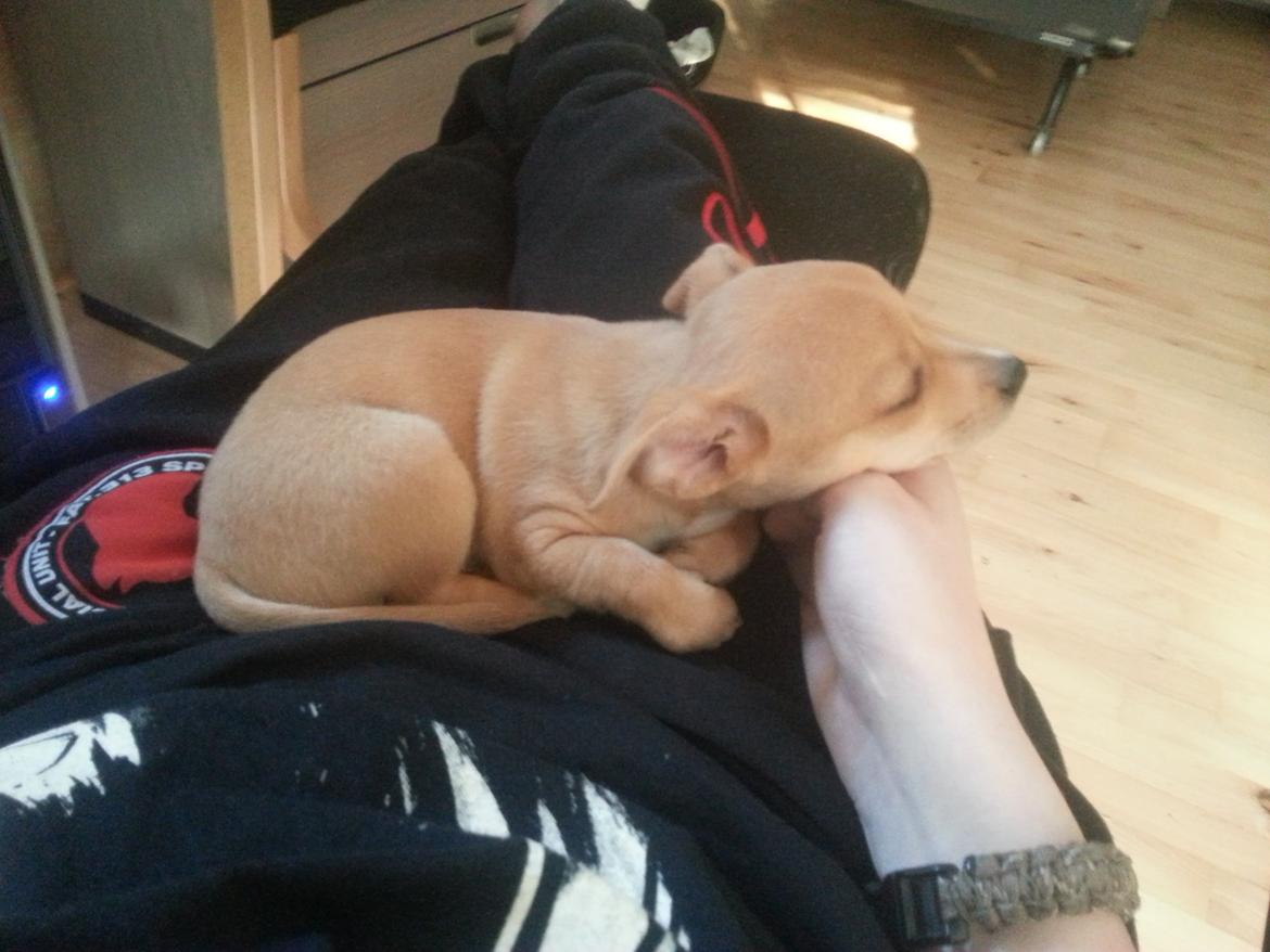 Blanding af racer Gizmo billede 7