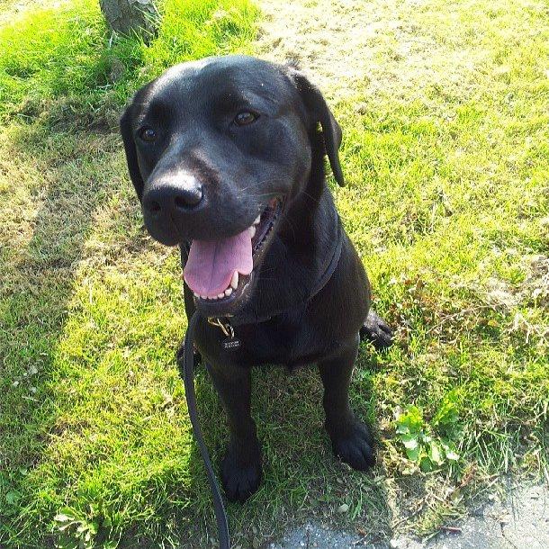 Labrador retriever Copperbirch Nobel Cody - Copperbirch Nobel Cody billede 5
